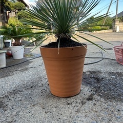 ユッカロストラータ?シルバーリーフ?