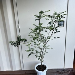 シマトネリコ　H1.3m 観葉植物