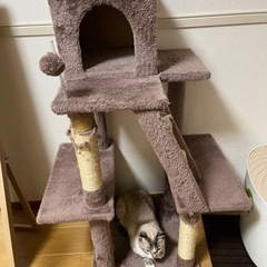 キャットタワー　無料