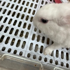 うさぎ　白うさぎ　1歳　メス　ウサギ