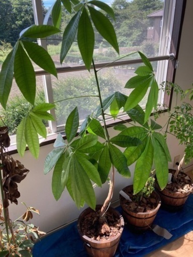 パキラ　観葉植物