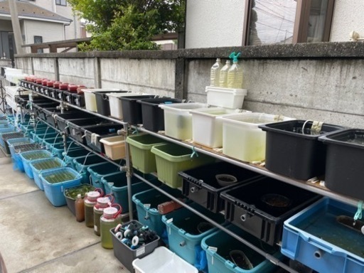 メダカ飼育棚セット（単管パイプ）+ NVボックス13  13個 （オーバーフロー加工済み）+エアレーション用塩ビパイプ一方コック+コンパネ加工済み