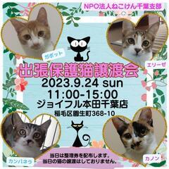 ねこけん🐈️千葉支部保護猫譲渡会開催致します！
