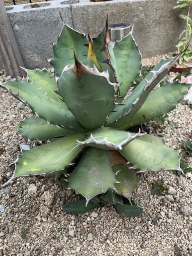 アガベチタノタナンバーワン