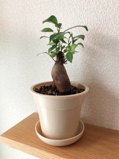 観葉植物　ガジュマル(22)　23cm　ナチュラルカラーの3.5号の鉢と受け皿付き