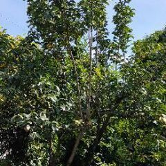 【9/22まで】柿の木４メートルくらいお譲りします