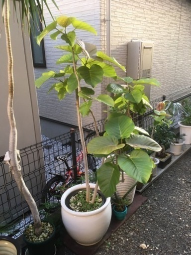ウンベラータ
