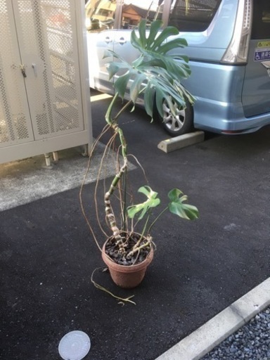 モンステラ　特大　幹立ち