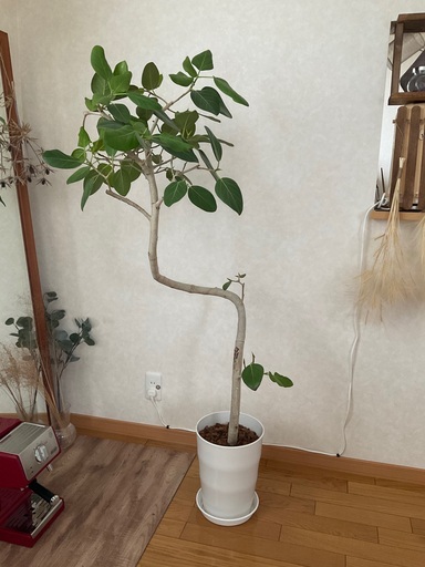 【最終/11月５日迄】　フィカスベンガレンシス　観葉植物　高さ154cm