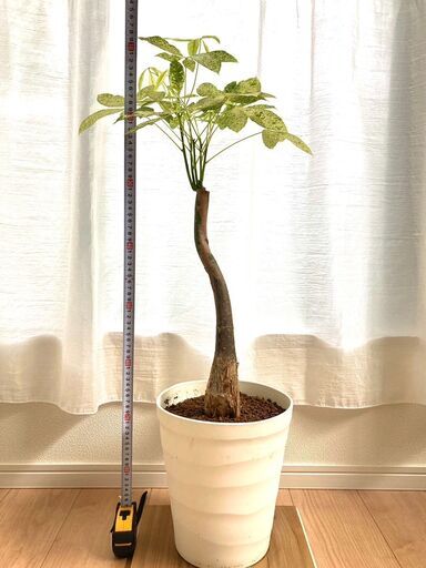 希少種【観葉植物】斑入りパキラ・ミルキーウェイ（8号鉢つき）