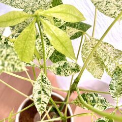 希少種【観葉植物】斑入りパキラ・ミルキーウェイ（8号鉢つき）