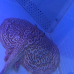 クロコダイルスティングレーの中古が安い！激安で譲ります・無料で  