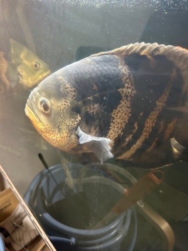 熱帯魚 ワイルドオスカー クラッシピンニス レッドタイガー