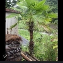 大きくなってしまったシュロの木回収 棕櫚