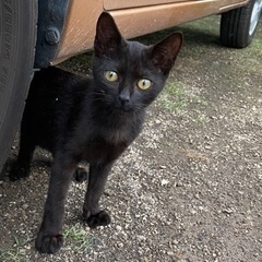 生後1〜2か月の人懐っこい黒猫こねこ　大切に育ててくださる方探しています！の画像