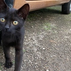 生後1〜2か月の人懐っこい黒猫こねこ　大切に育ててくださる方探しています！ - 猫