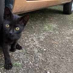 生後1〜2か月の人懐っこい黒猫こねこ　大切に育ててくださる方探しています！ − 群馬県