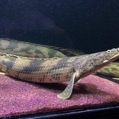 9月末まで　ポリプテルスエンドリケリー　60㎝±