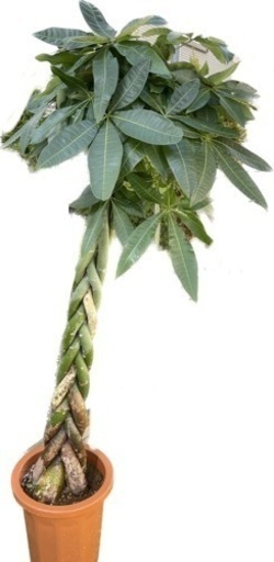 パキラ　植物　プラント