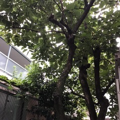 柿の木の実(柿)を刈り取って下さい！ − 東京都
