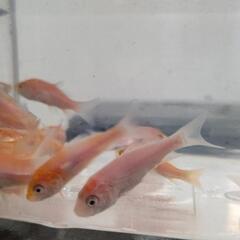 錦鯉紅白の稚魚１０匹