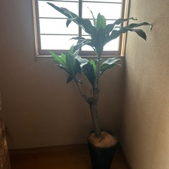 フェイク　観葉植物　①