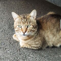 寒さ厳しいので トラ猫 オス のら猫 北海道 北見 網走周…