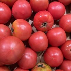 6月迄の期間限定！《随時スタート》トマトの選別・箱詰めスタッフ/日払いOKの画像