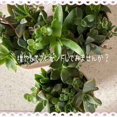 多肉植物寄せ植え　個数に限りがあります。