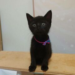 黒猫の女の子　2か月