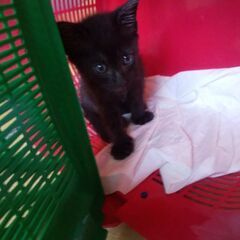 かわいい黒猫の男の子　2か月