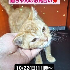 里親募集中！生後4か月足長マンチカン♂ (⋈◍＞◡＜◍)。✧♡