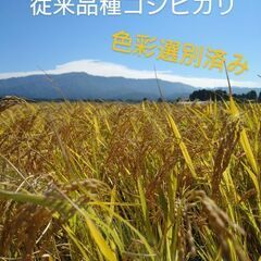 令和５年度　新潟県産　従来品種コシヒカリ玄米　30キロ