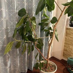 観葉植物　フィカス　ゴムの木　大型