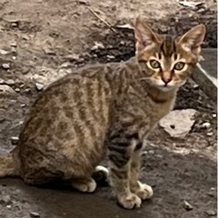 子猫ちゃんの里親募集します。