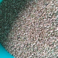 今年収穫した、コシヒカリの網下くず米
