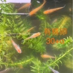 完売いたしました☆ メダカ　卵または稚魚