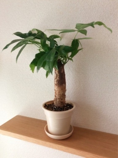 観葉植物　パキラ(46)　33cm　ナチュラルカラーの3.5号の鉢と受け皿付き