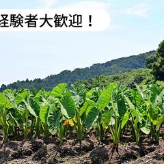 愛媛県西条市丹原町でさといも収穫のお仕事！【単発/短期求人】