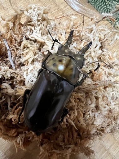 ババオウゴンオニ　ペア