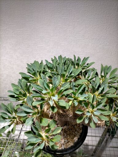 51【現地球・発根済】ユーフォルビア・ギラウミニアナ（塊根植物