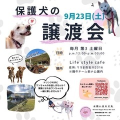 犬の里親会🐾Okinawa doggos rescue network