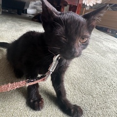 生後１ヶ月の黒猫の仔猫。