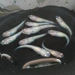 サボラメメダカ 幼魚１０匹 