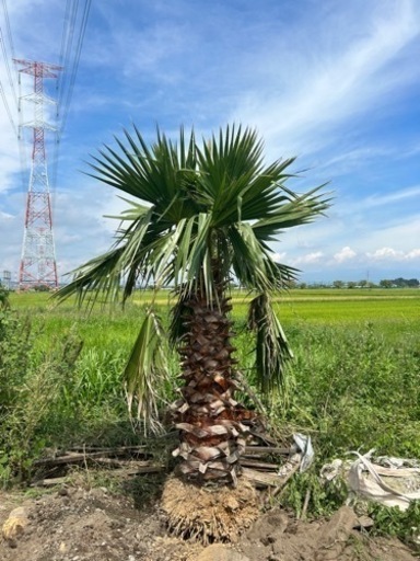 ワシントンヤシ