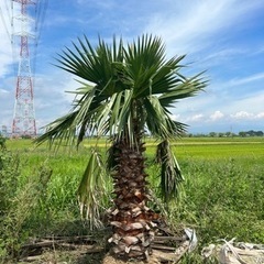 ワシントンヤシ🌴