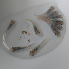 白ラメ幹之メダカ 幼魚１０匹 