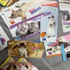 猫のカード、44種類くらい