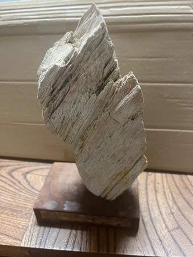 木の化石？地層の石？