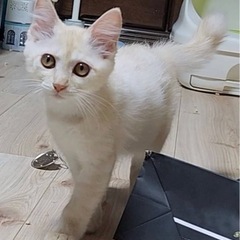 【里親募集！】薄茶のメス猫、生後約3ヶ月
